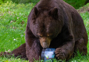 a bear sitting in the grass trying to get into a bear proof food container