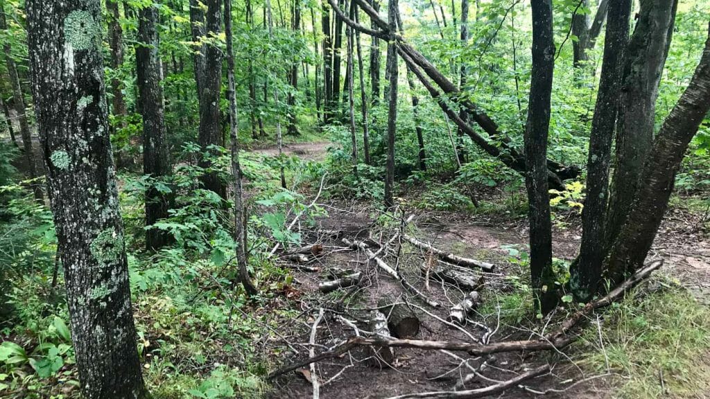 Wooded forest floor.