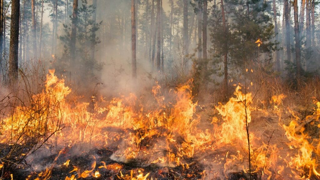 Wildfire burning through forest floor.