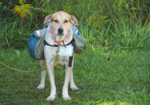 A leashed dog stands at the trailhead waiting to go hiking with its dog packs on.