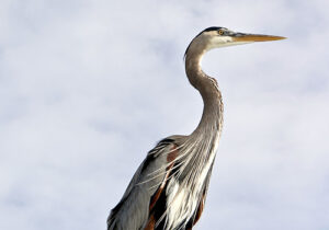 a heron looking off into the distance