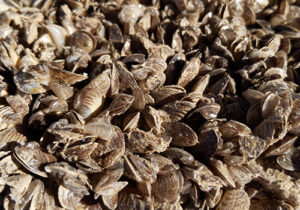 a pile of invasive muscles