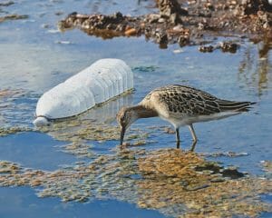 a bird drinking from a source of water filled with garbage and alge
