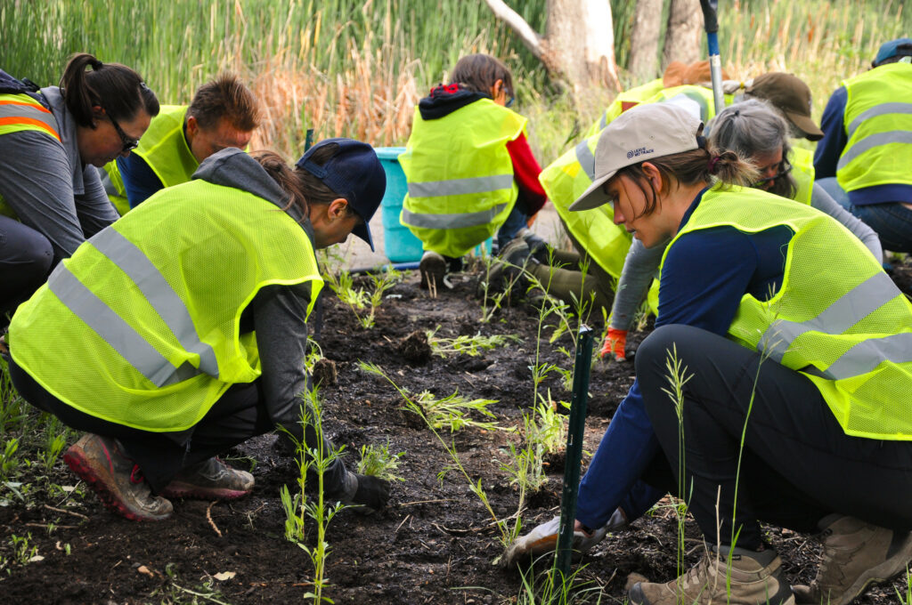 Volunteers plant trees in a local park.