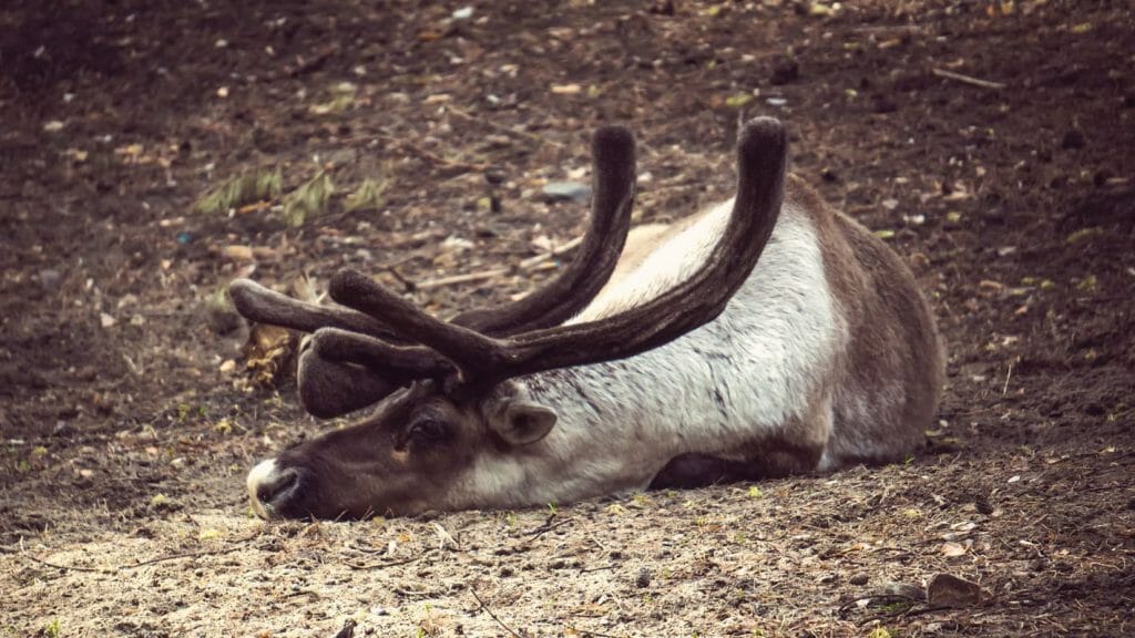 Caribou carcass.